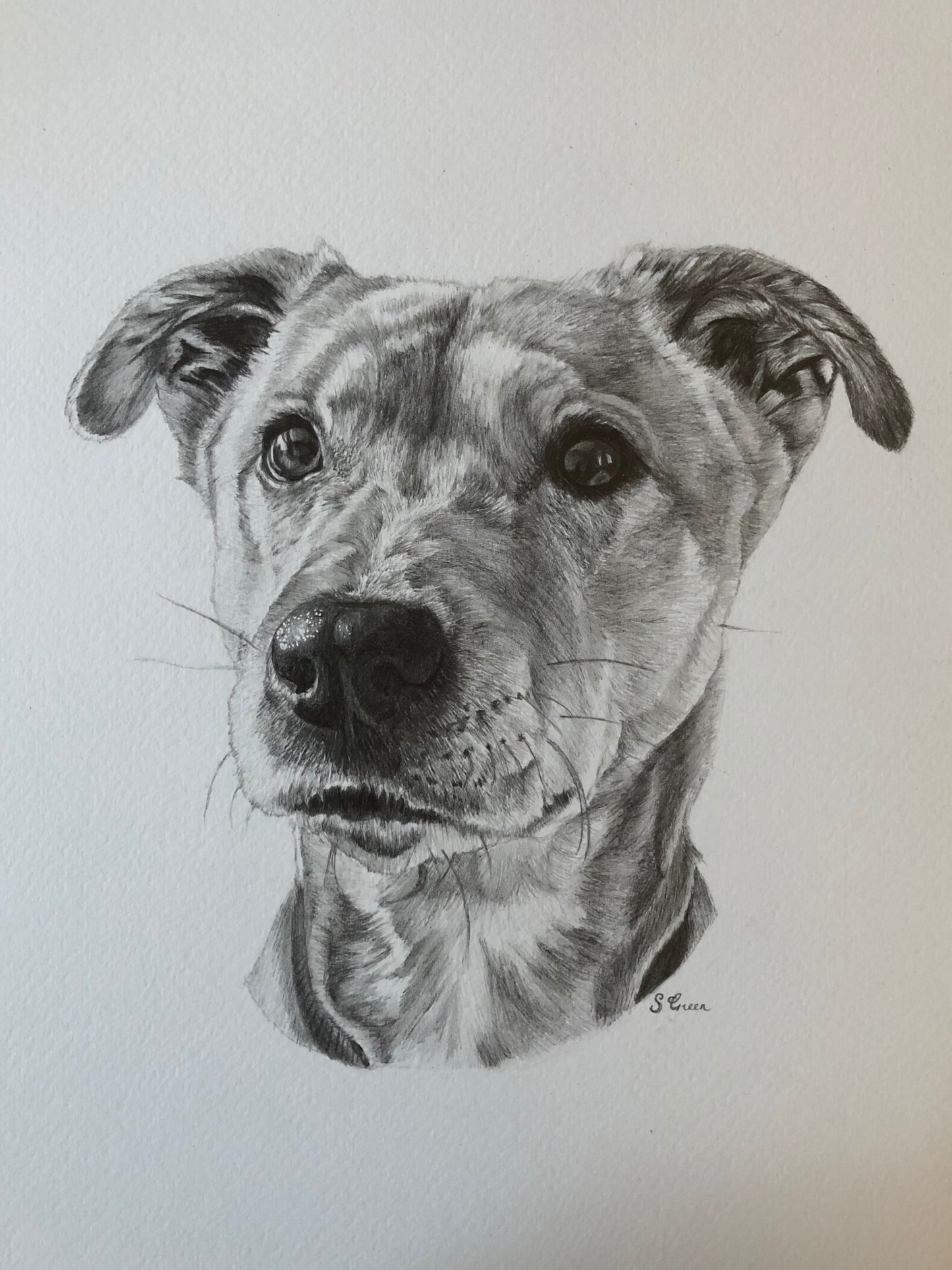 Custom pet portrait - Black and white
