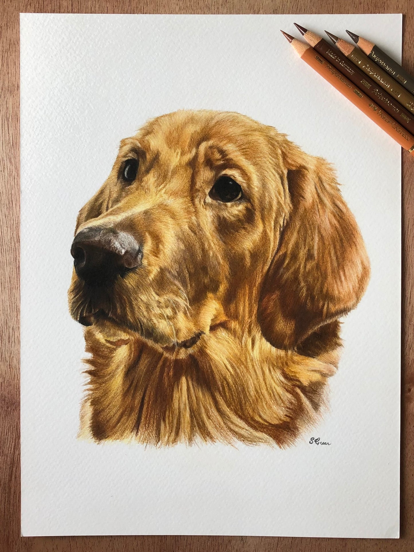 Custom pet portrait - Colour