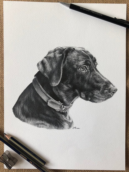 Custom pet portrait - Black and white