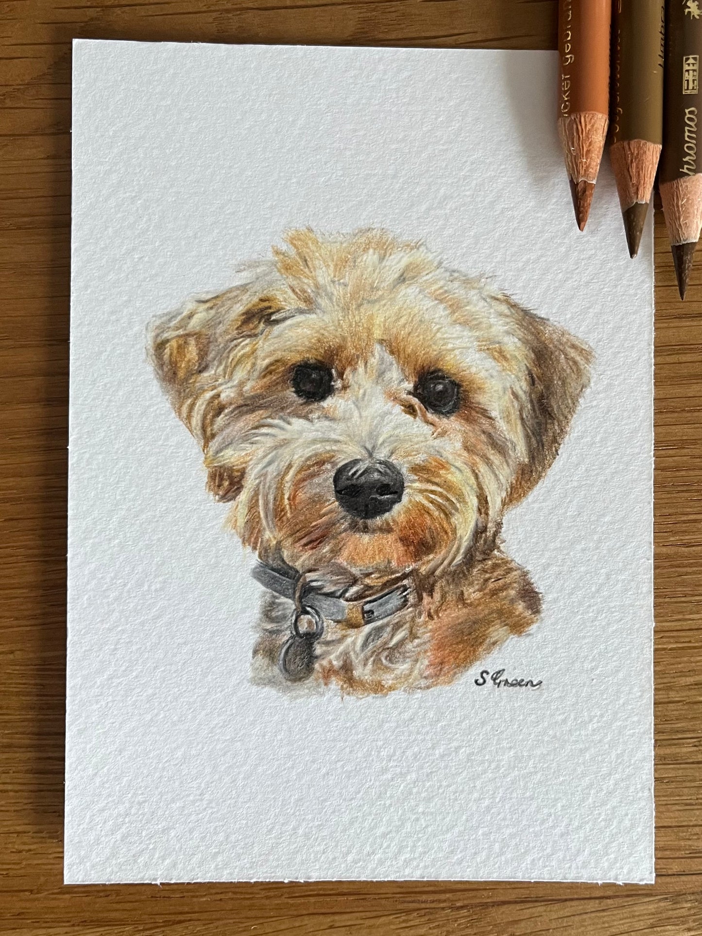 Custom pet portrait - Colour